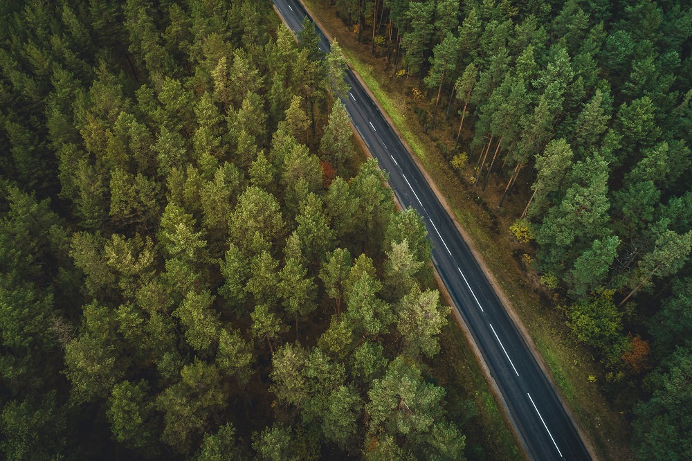 Forêt transversée par une route