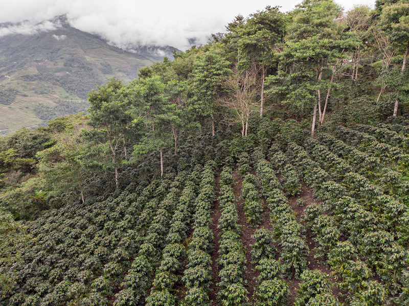 Mirova Land Degradation Neutrality Funds champs-café 800©Ecotierra